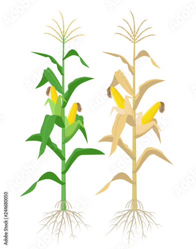 Ripe Maize plants isolated on white background with yellow corncobs vector illustration in flat design. Mature corn plant with ears on a stalk.