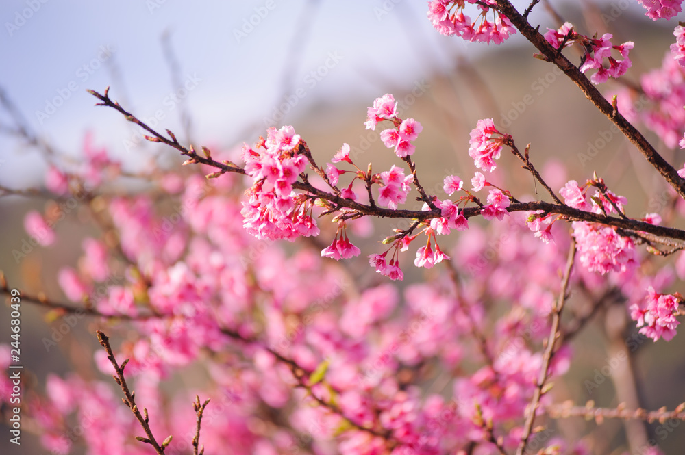 beauty pink cherry blossom or sakura branch at angkhang chiangmai province in thailand beauty pink cherry blossom or sakura branch at angkhang chiangmai province in thailand