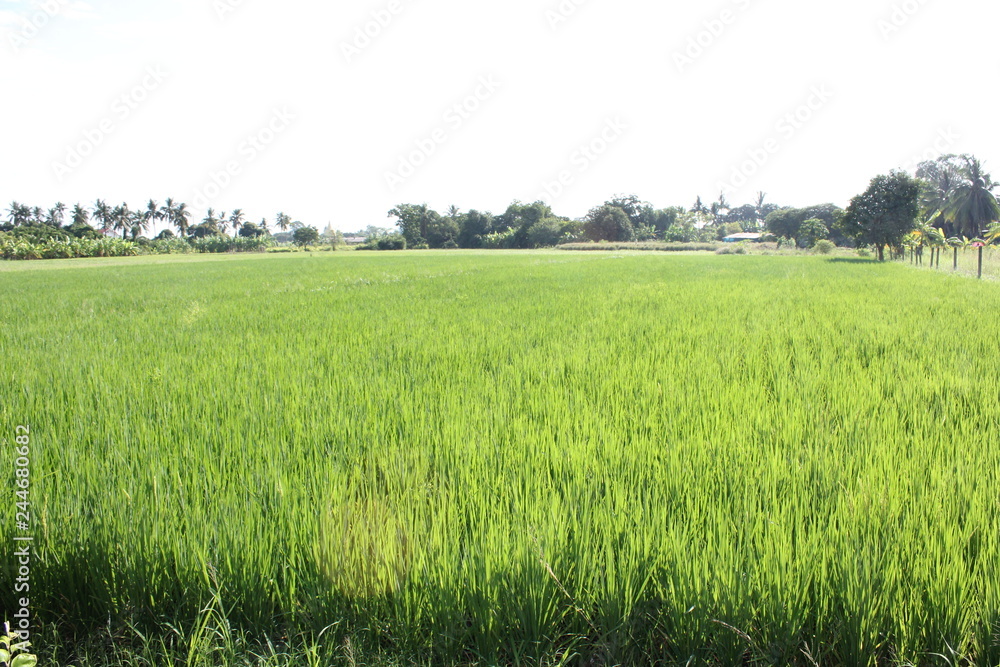 Rice field green grass 