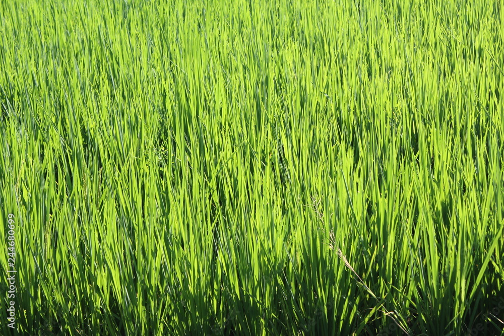 Obraz premium Rice field green grass 