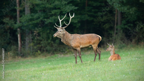 Red deer, cervus elaphus, couple on a meadow with forest in background. Stag and hind looking at the same direction. Concept of love and romance of animals in nature.