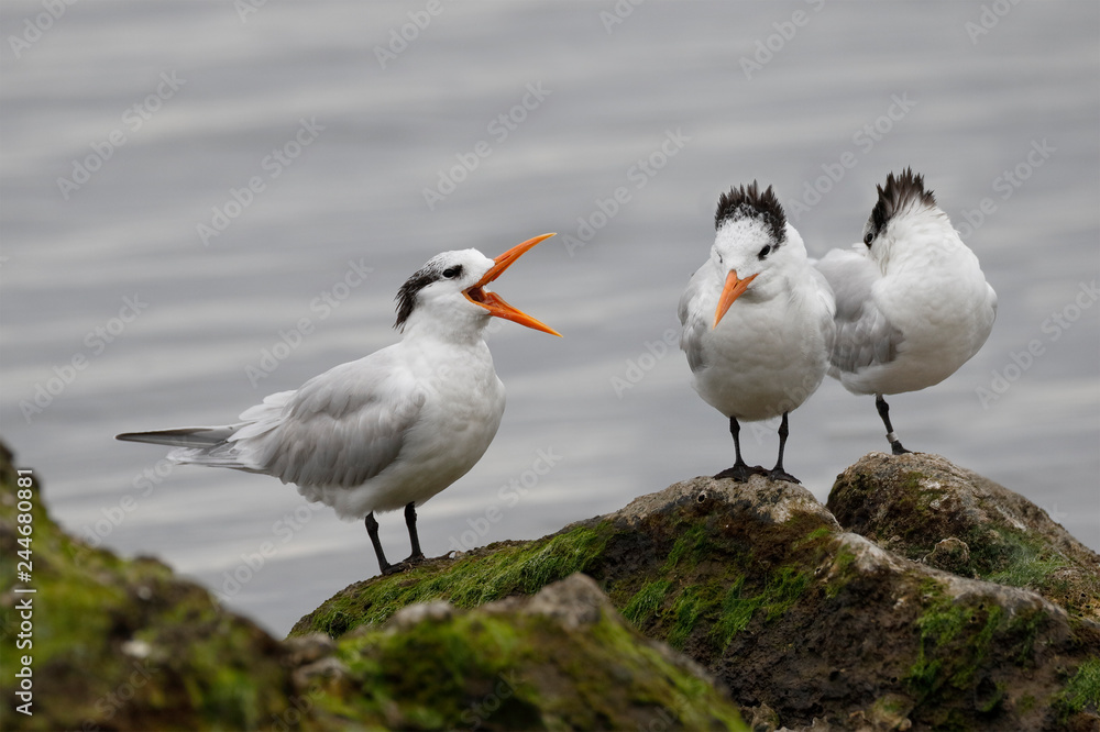 Fototapeta premium Royal Terns in winter plumage - Florida