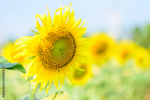 Fototapeta Naklejka Na Ścianę i Meble -  sunflower with blue sky in sunshine day