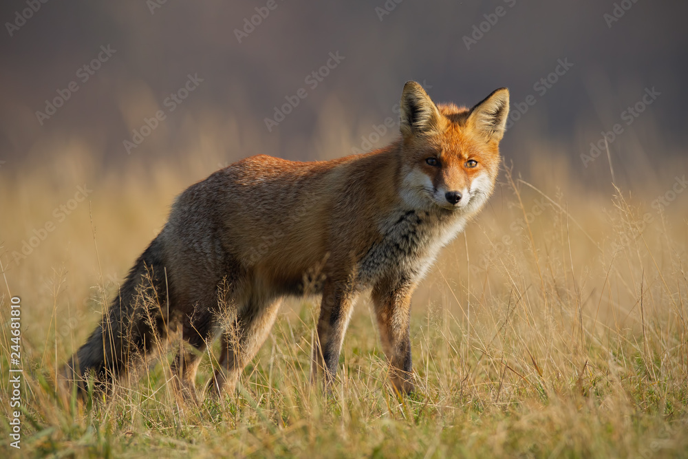 Obraz premium Red fox, vulpes vulpes, in autumn with blurred dry grass in background. Close-up of predator looking for a prey. Wildlife scenery with wild animal in nature.
