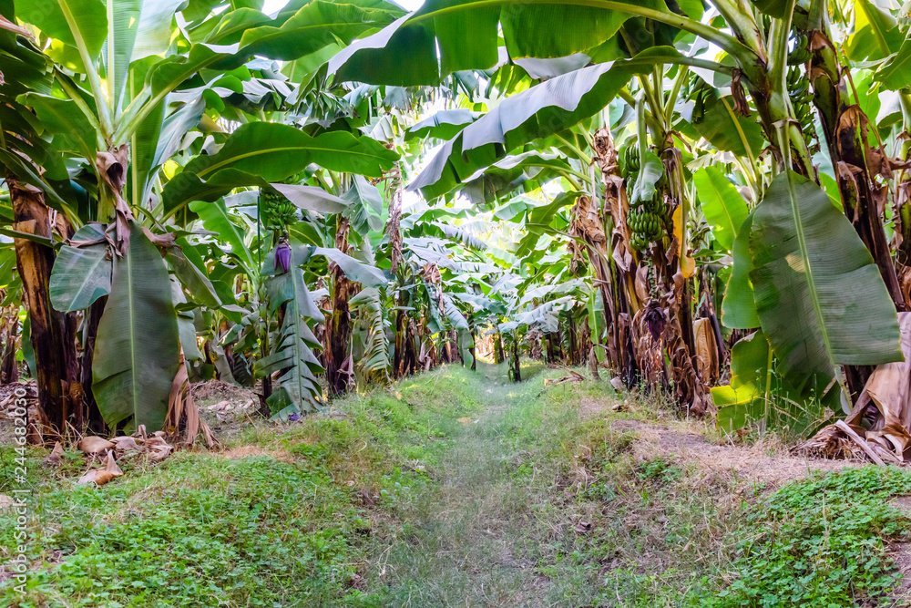 Obraz premium Plantation of the green banana trees on summer
