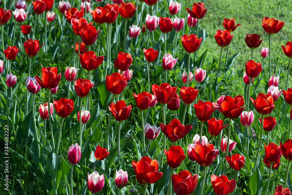field of red and white tulips. spring flowers on sunny day
