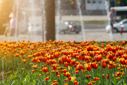 flowerbed with red and yellow tulips on background of city park with fountain