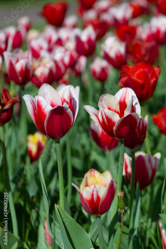 red and white tulips on sunny spring day  selective focus