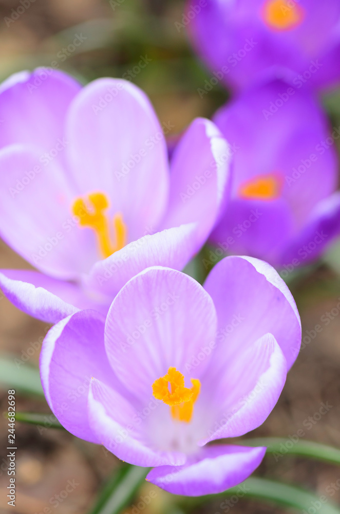 Fototapeta premium Early spring Crocus (Crocus vernus 'Remembrance') in the garden.