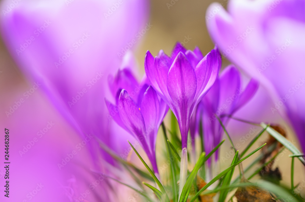 Early spring Crocus (Crocus vernus 'Remembrance') in the garden. Early spring Crocus (Crocus vernus 'Remembrance') in the garden.