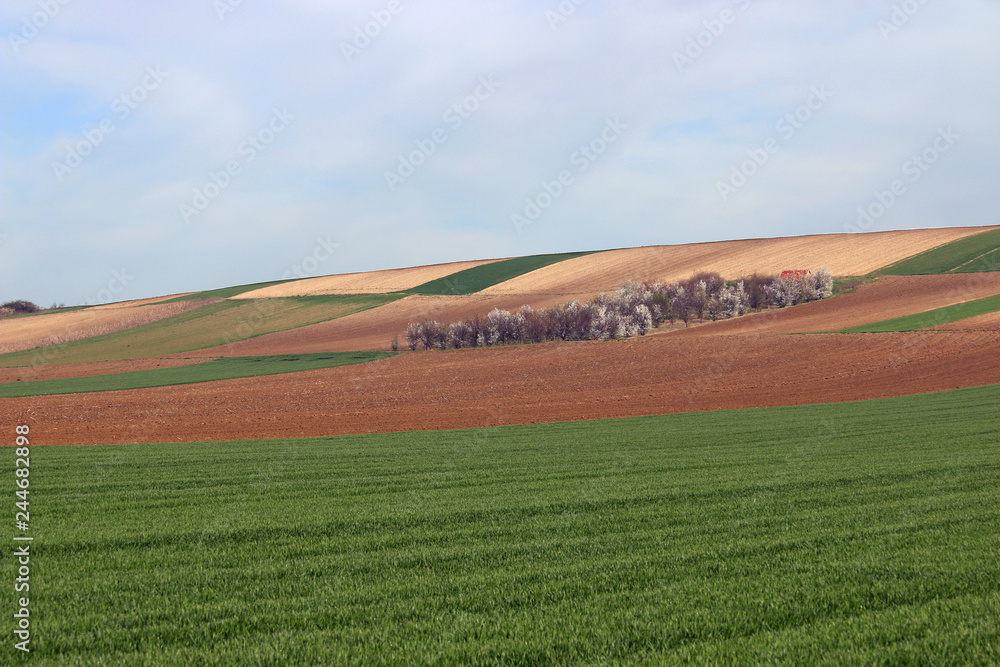 green wheat and plowed fields agriculture Voivodina Serbia landscape spring season
