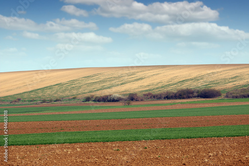 Plowed and green wheat fields agriculture Voivodina Serbia landscape