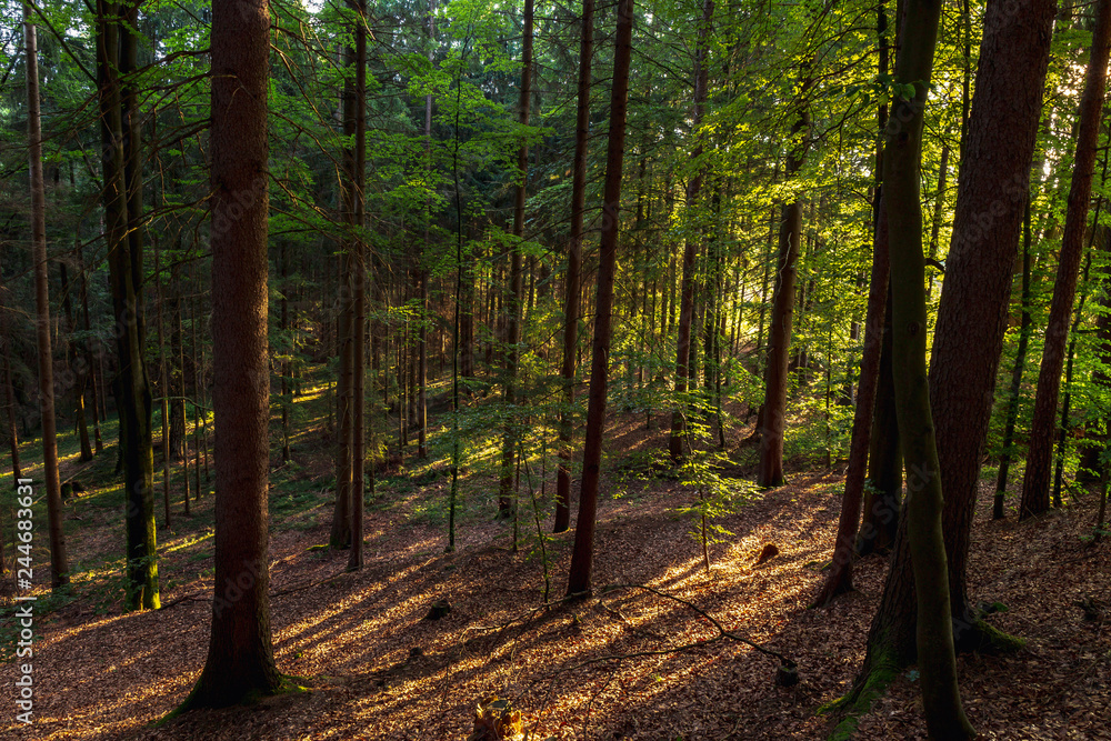 Fototapeta premium Lovely Summer Forest