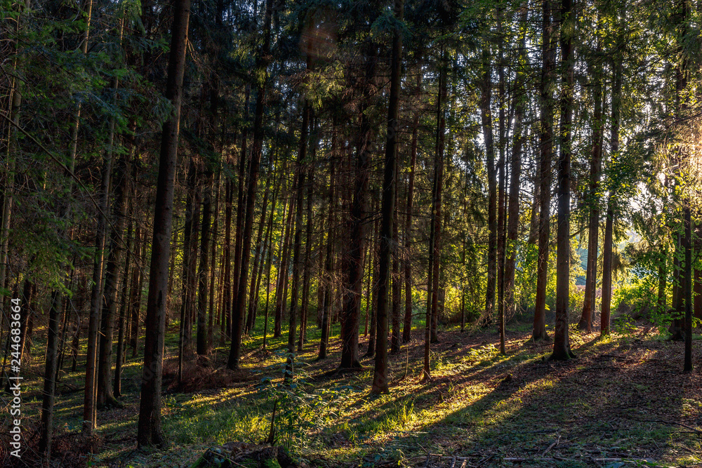 Fototapeta premium Piękny letni las