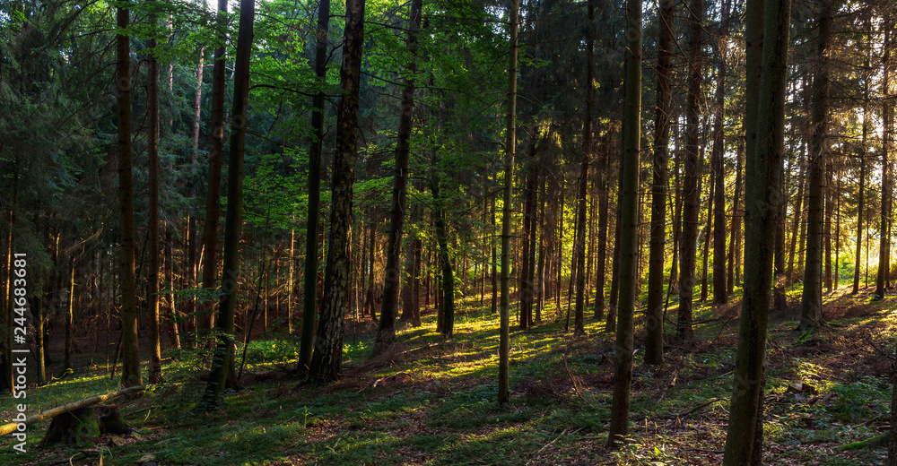 Naklejka premium Lovely Summer Forest