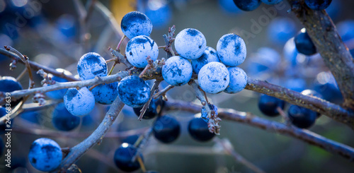 фотографія ripe berries on a branch of thorns