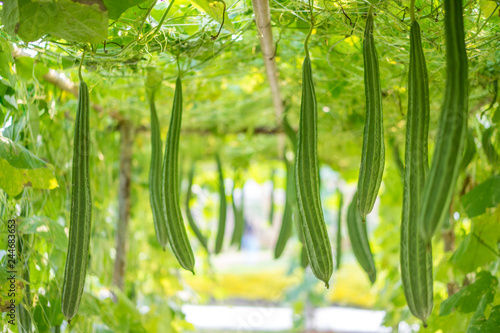 Fresh Luffa acutangula or Angled gourd in a vegetable garden, ready to harvest.
