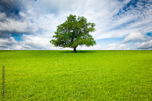 Baum in Landschaft