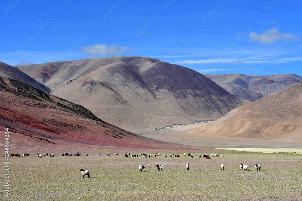China. Herd of goats grazing in the colorful mountains of Tibet