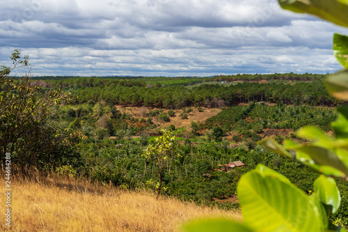 Vietnamese mountains with forest and coffee plantations. Cloudy weather and sunshine. In the foreground are detail of leaves. The picture was taken on the January 2019 near coffee village Pleiku.