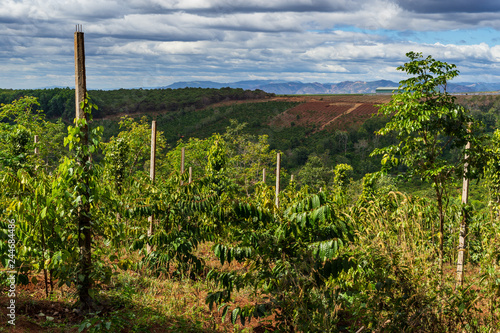 Mountains with coffee plantations and forest in Middle Vietnam in the foreground are coffee and pepper plants. Cloudy weather and sunshine. Near village Pleiku.