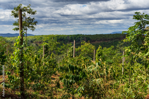 Green mountains in Middle Vietnam in the foreground are coffee and pepper plants. Cloudy weather and sunshine. Near village Pleiku.