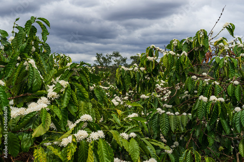 Detail of flowering coffee plants in Middle Vietnam near village Pleiku. Shooted in cloudy weather.