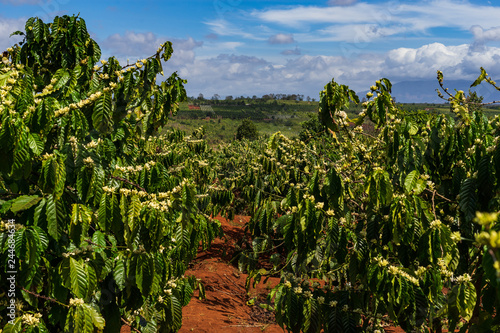 Detail of flowering coffee plants in Middle Vietnam near village Pleiku. Shooted in cloudy weather.