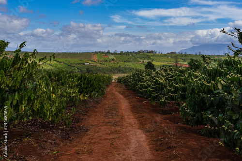 Coffee plantations with red clay path. Flowering of coffee plants and coffee field in the background. Coffee plantations are in Middle Vietnam near village Pleiku. Cloudy weather.