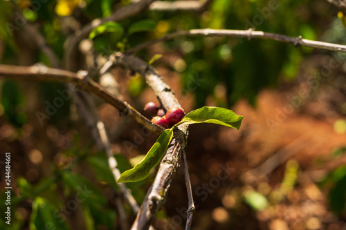 Detail of red coffee beans on branch coffee plants. Photo was taken in the coffee plantations in Middle Vietnam near village Pleiku.