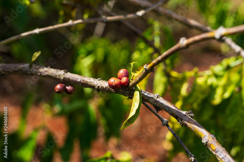 Detail of red coffee beans on branch coffee plants. Photo was taken in the coffee plantations in Middle Vietnam near village Pleiku.
