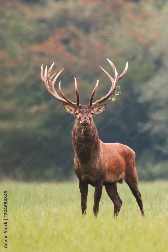 Strong male red deer, cervus elaphus, stag standing calmly on meadow  isolated on green blurred background. Buck with big massive antlers trophy.  Wild animal in natural environment. Dominant male. Stock Photo |