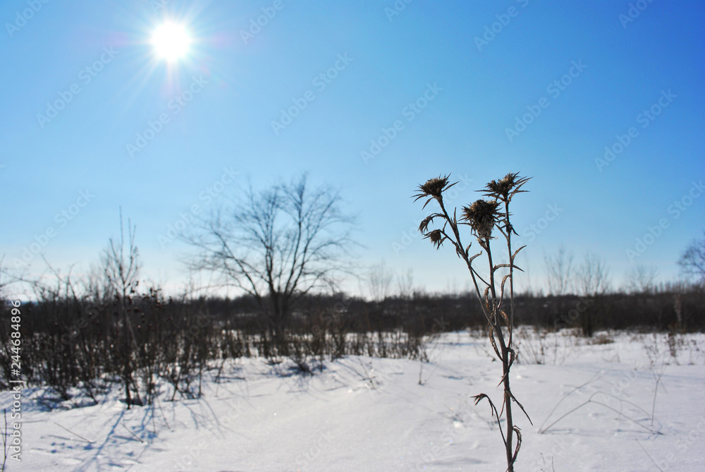 Silybum marianum (cardus marianus, milk thistle, blessed milkthistle, Marian thistle, Mary thistle or Scotch thistle) dry flowers silhouette on winter landscape background, blue sky with bright sun