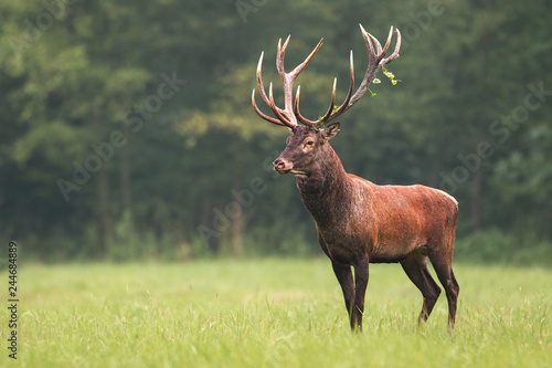 Obraz na płótnie Strong male red deer, cervus elaphus, stag standing calmly on meadow isolated on green blurred background. Buck with big massive antlers trophy. Wild animal in natural environment. Dominant male. w salonie