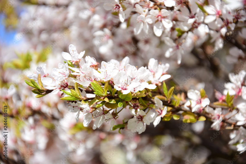 White-pink cherry tree. White-pink cherry tree.