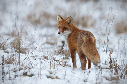 Obraz na płótnie Red fox, vulpes vulpes, on snow in winter. Wild predator in cold weather. Wildlife scenery from nautre. w salonie