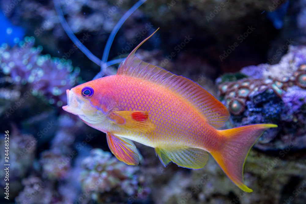 Coral fish - Pseudanthias squamipinnis - obrazy, fototapety, plakaty 