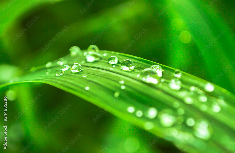 drops on grass drops on grass