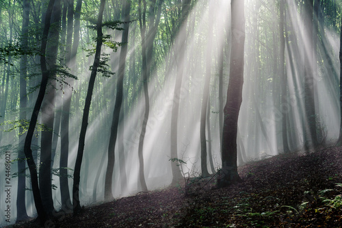 Sun rays in the beech Forest. Sun rays pass through morning in the deciduous forest.