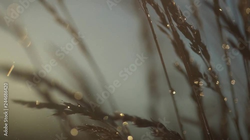 Grass blowing in the wind in rainy weather. Closeup slow motion footage.