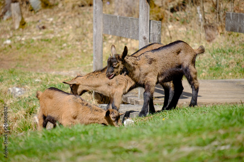 Young goats on a meadow in Bavaria, Germany