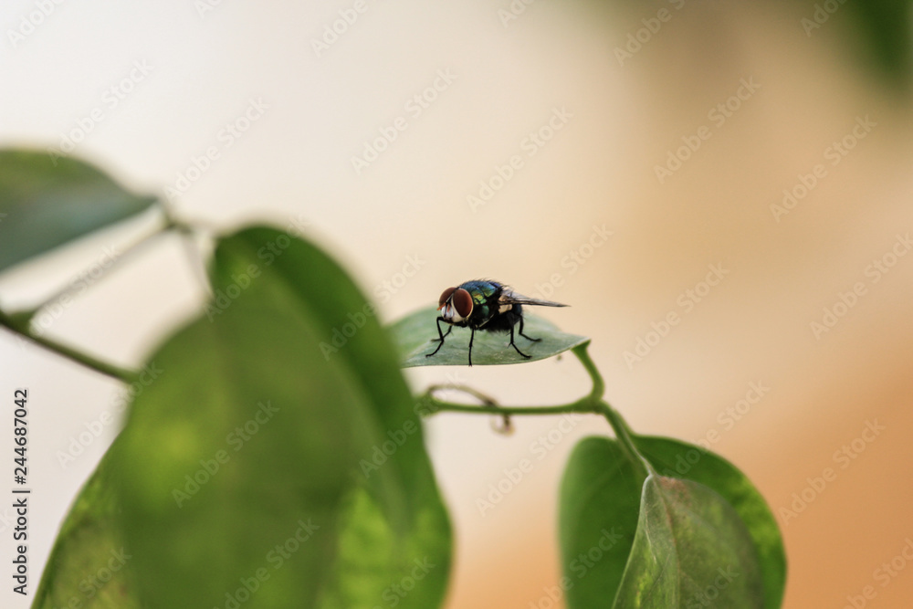 Naklejka premium E or fly on the top of leaf with close view