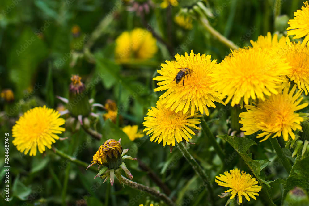beautiful yellow dandelions in the natural environment beautiful yellow dandelions in the natural environment