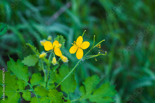 Fototapeta Naklejka Na Ścianę i Meble -  Field of little yellow flowers