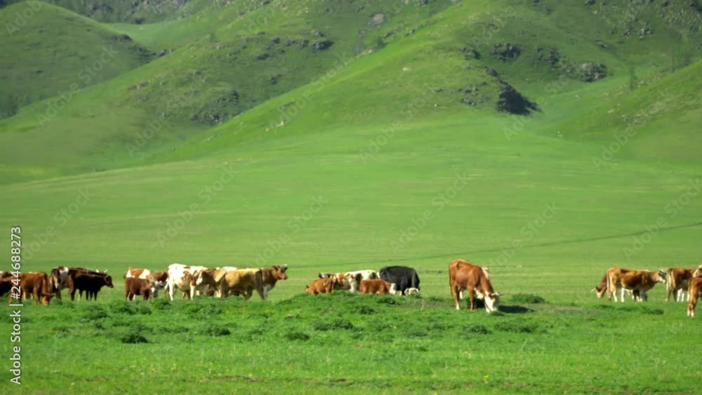 Cows and foals are grazed on a pasture. Green grass. Cows and foals are grazed on a pasture. Green grass.