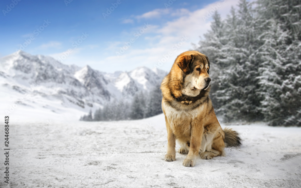 Fototapeta premium winter time in mountains and big brown dog 