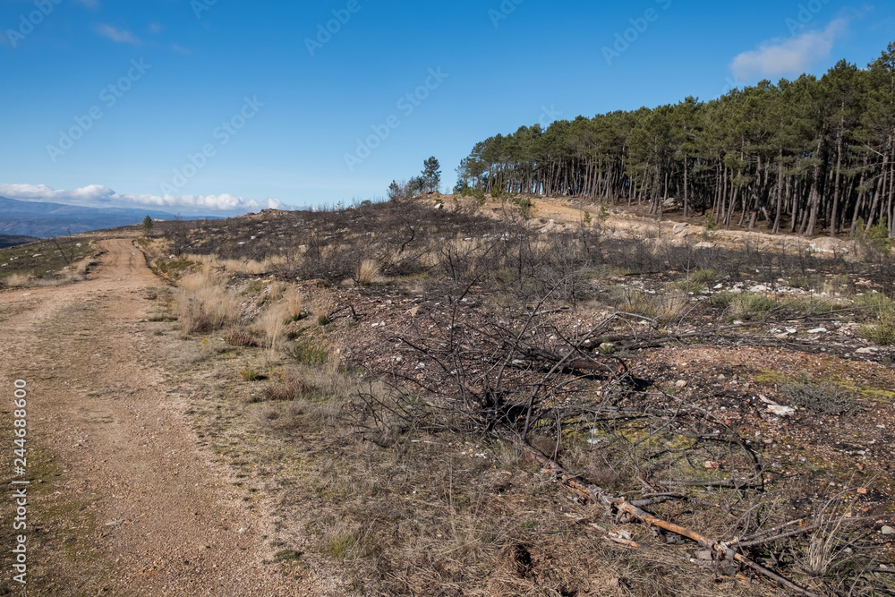 Monte quemado en el Sur de la Provincia de Ourense, Galicia. España.	