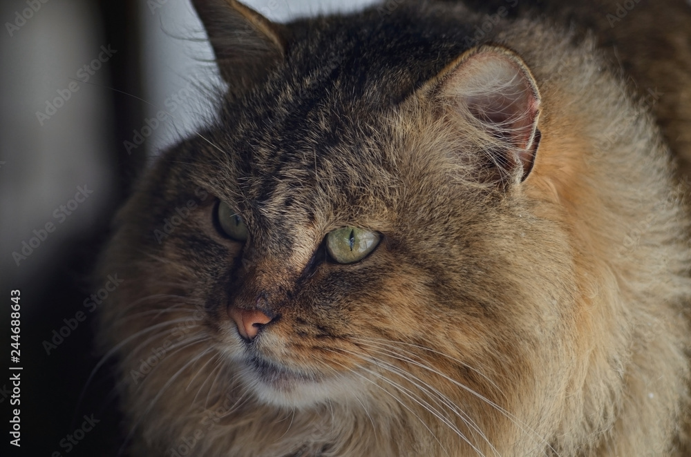 Closeup Portrait Of A Serious Cat