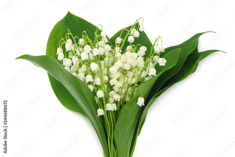 Fototapeta premium lilies of the valley isolated on white background