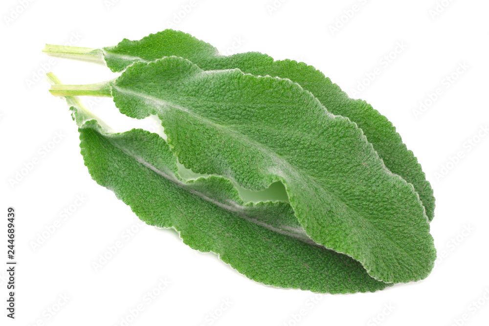 sage leaves isolated on white background. top view sage leaves isolated on white background. top view